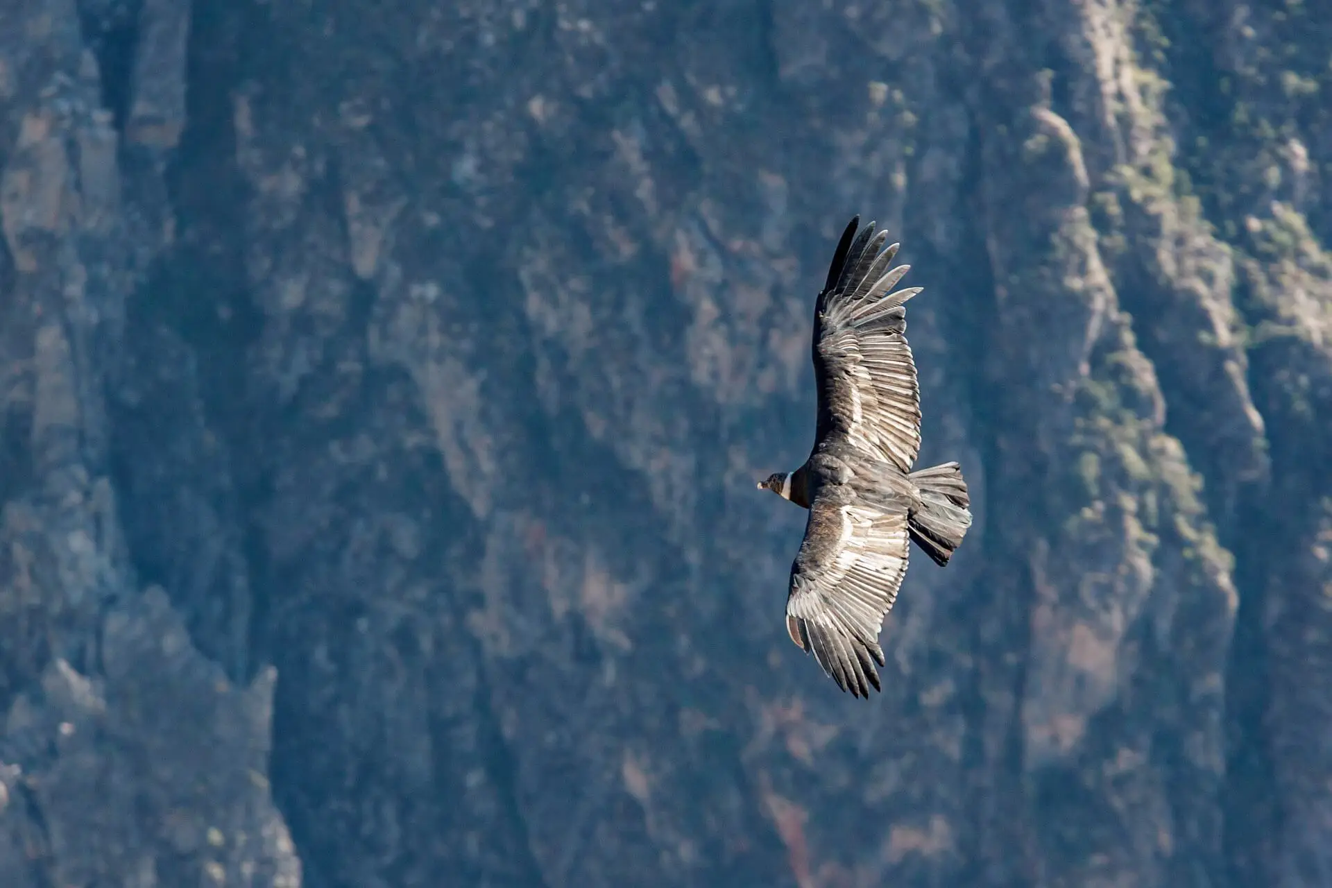 A condor flying in Peru